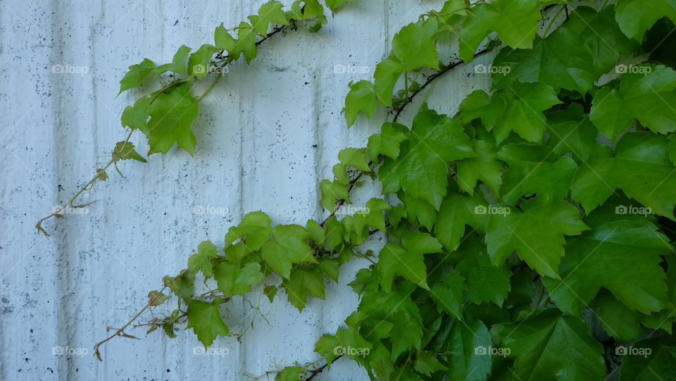 Grape vine taking over an old wall