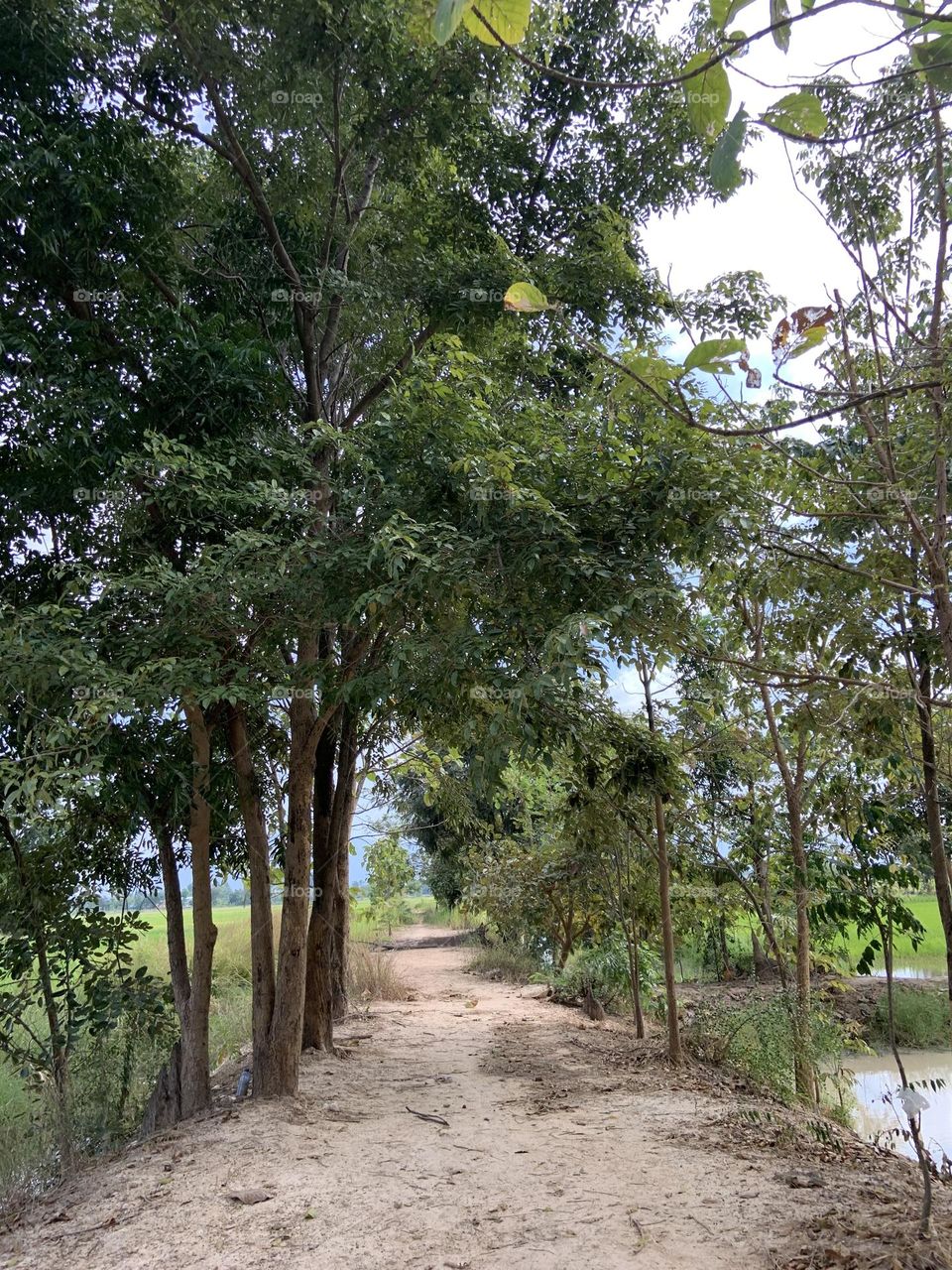 The stories of the nature,My garden (Thailand)