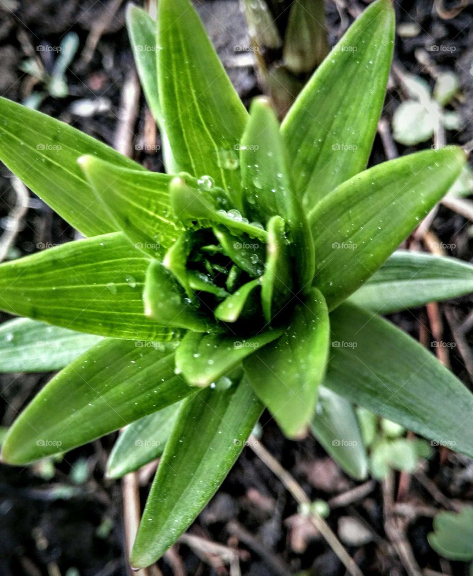 lilium sprouting