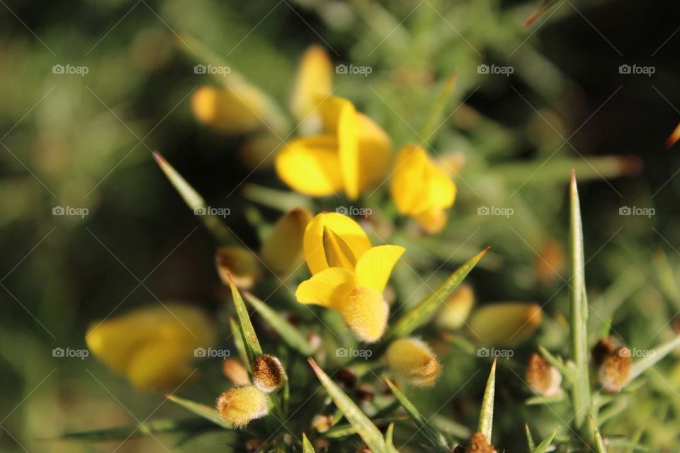 Wild Yellow flowers