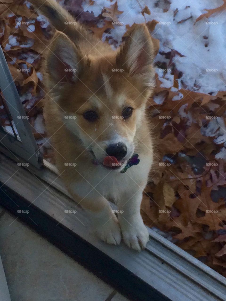 Puppy's first snow