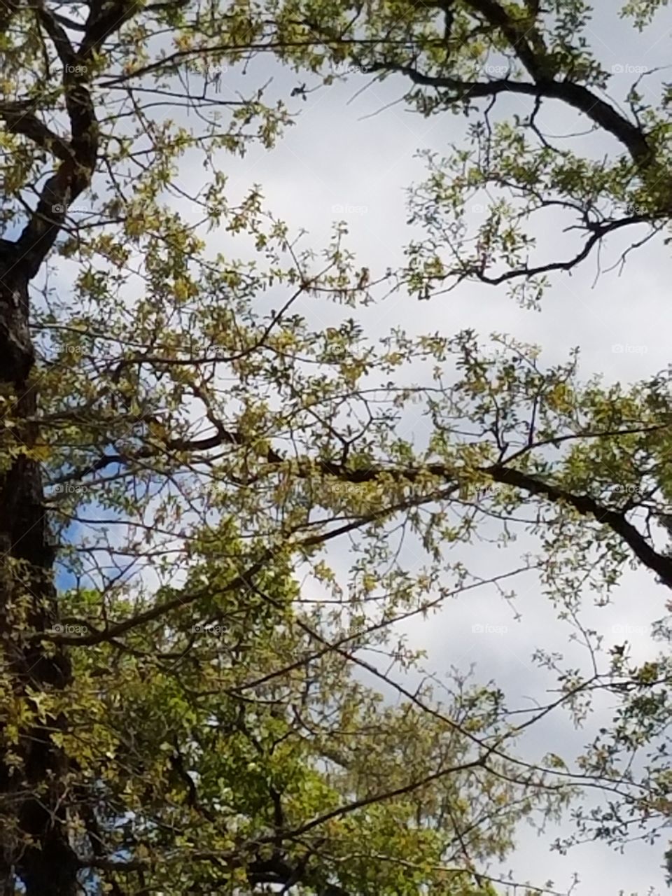 Sherwood Forest Faire pic set