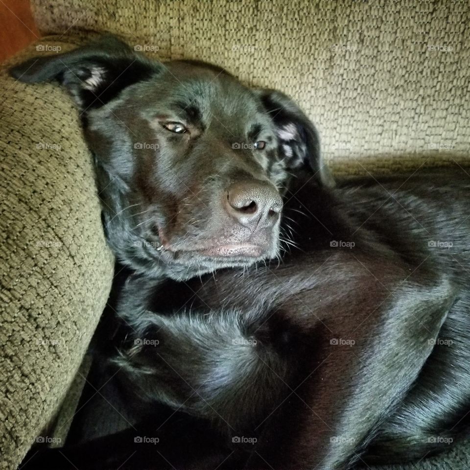 Puppy Lounger