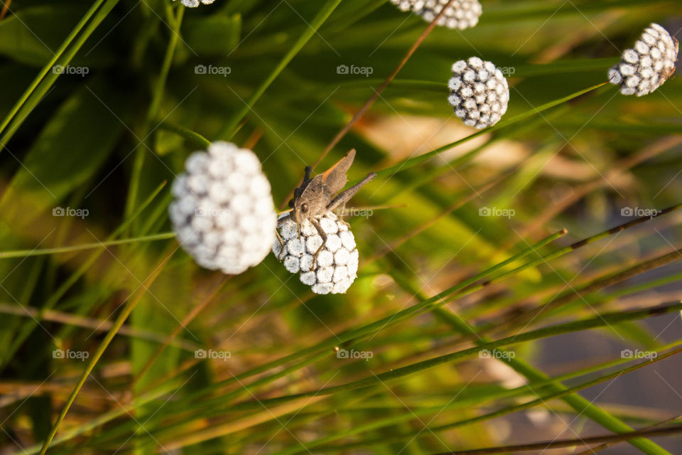 Animal and flowers from Minas Gerais, Brazil.