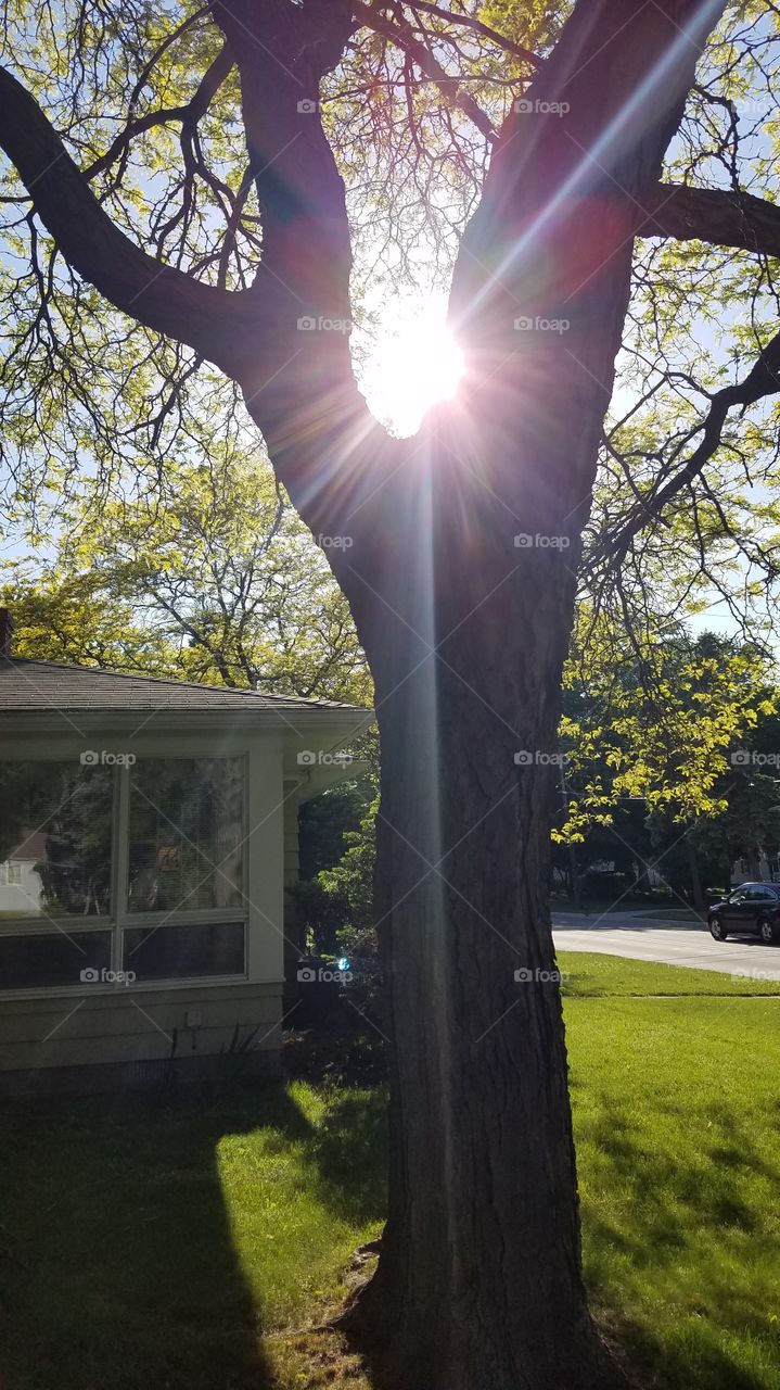fading sunlight through a tree