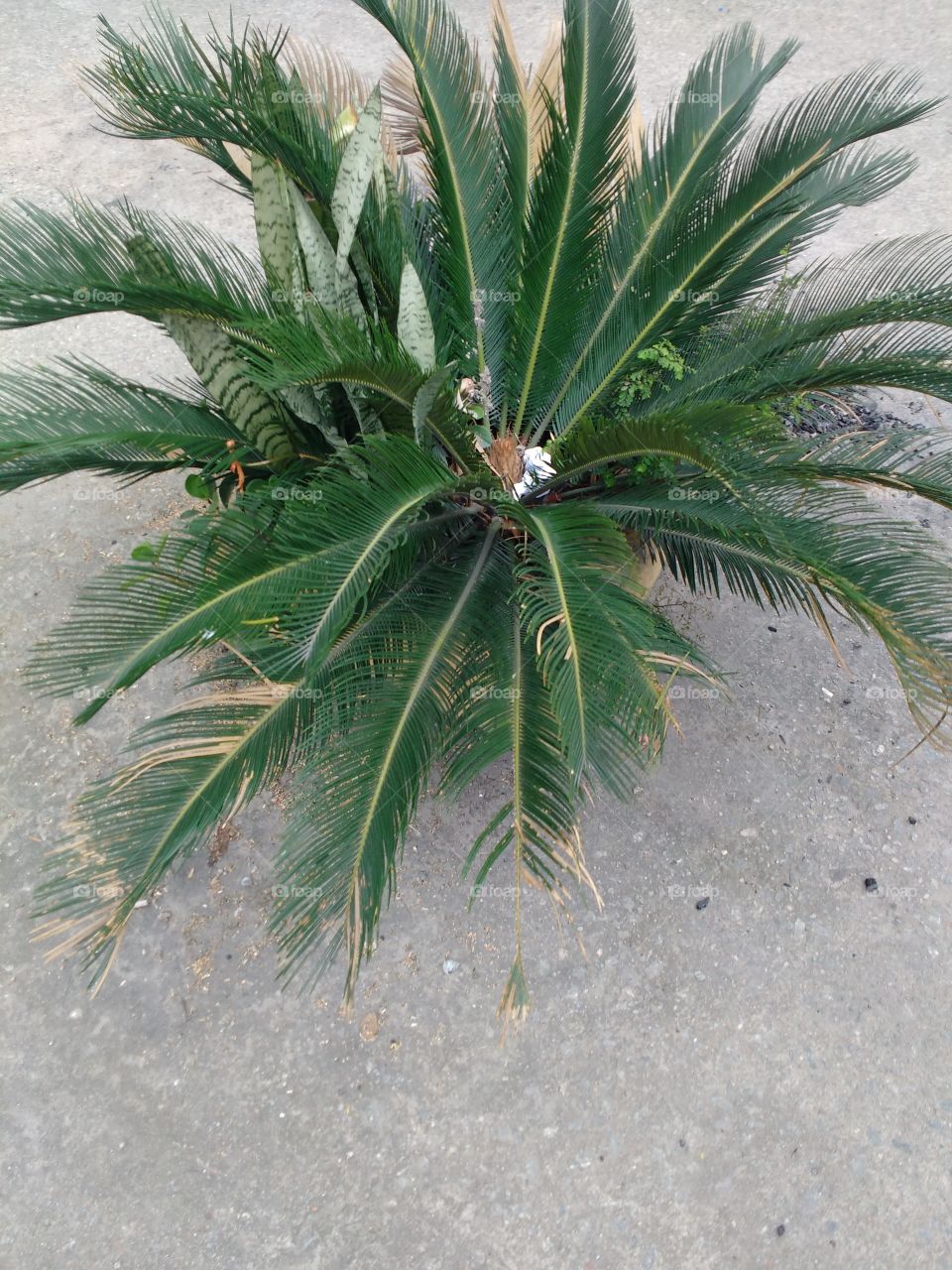 plant