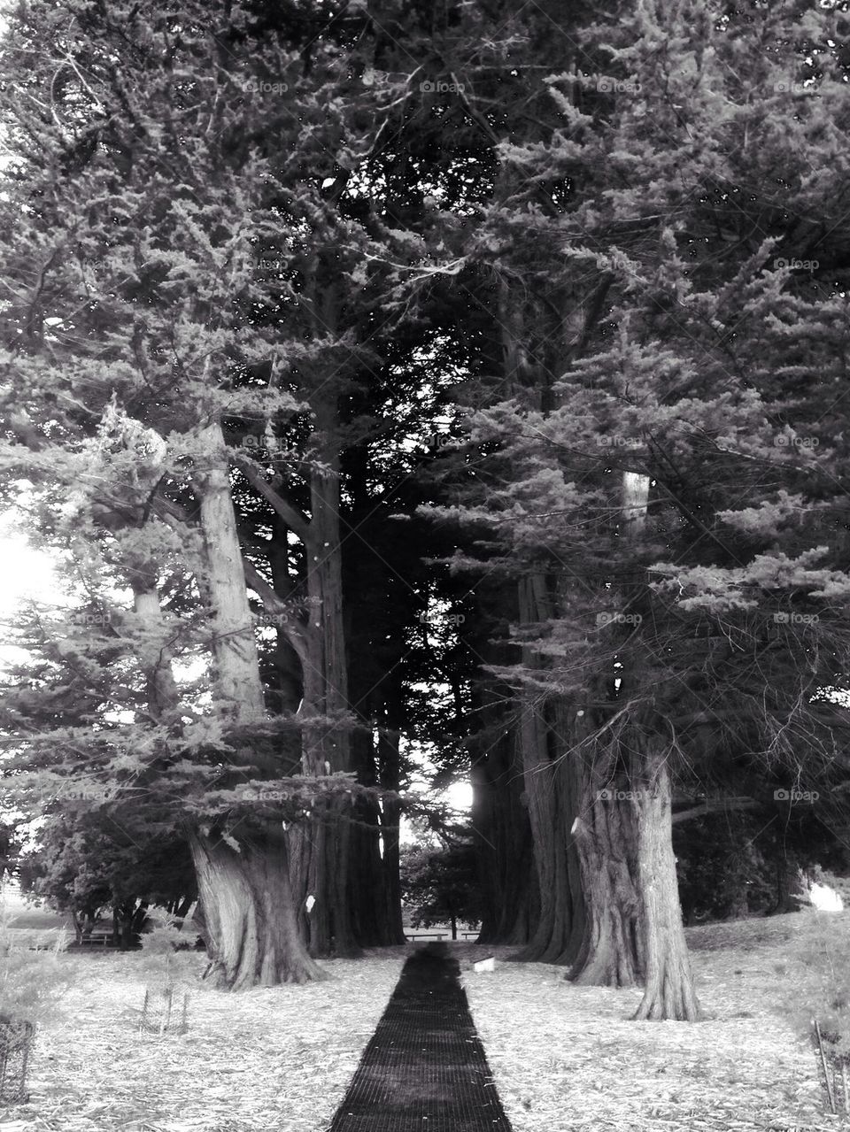 Large Trees at Port Arthur