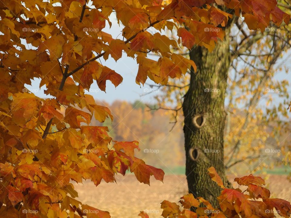 A Wisconsin Autumn