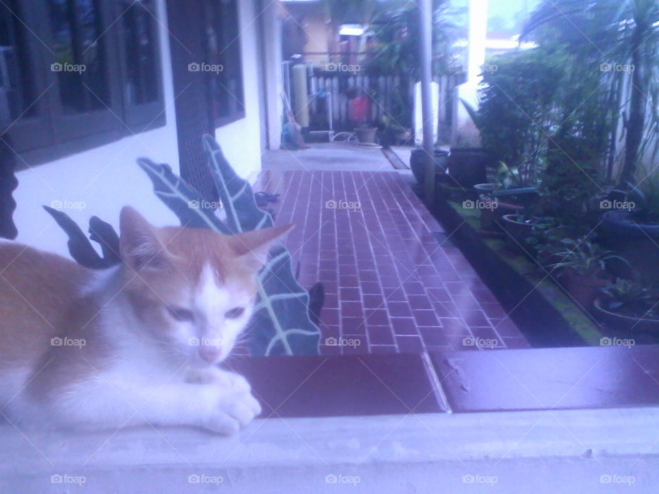 Cat
Bismillaah, Kucing yang bernama Shoghirun sedang santai di depan rumah