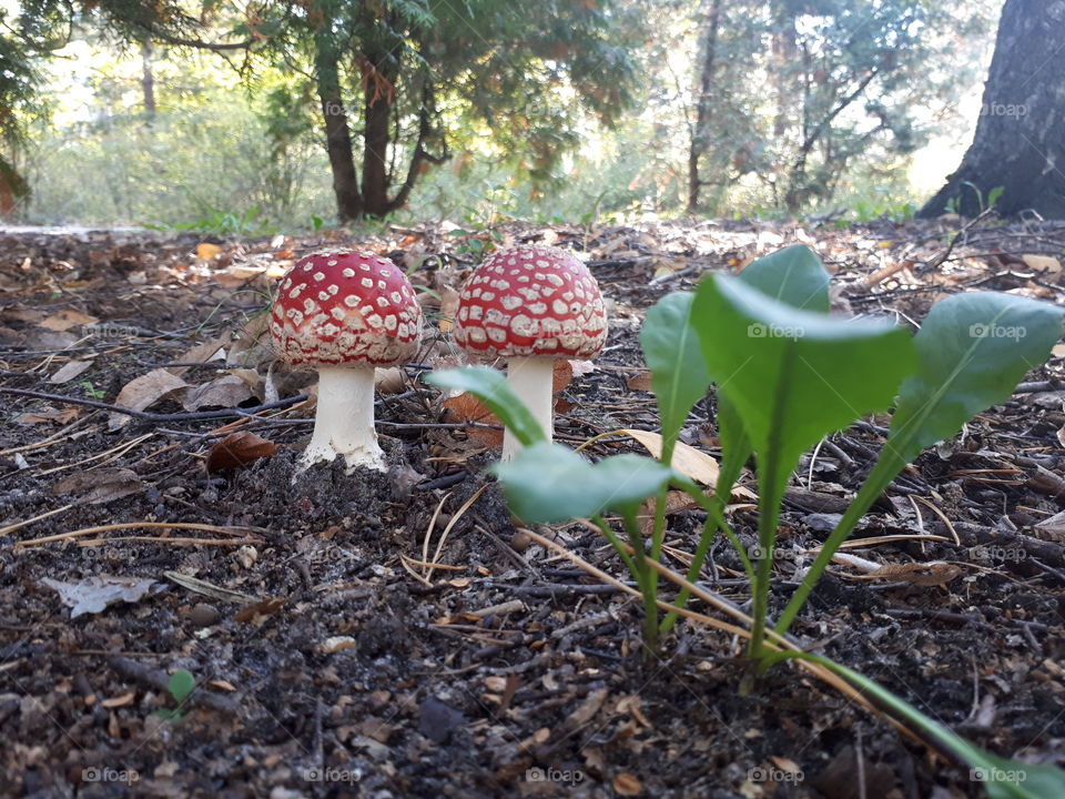 Two amanitas in the forest