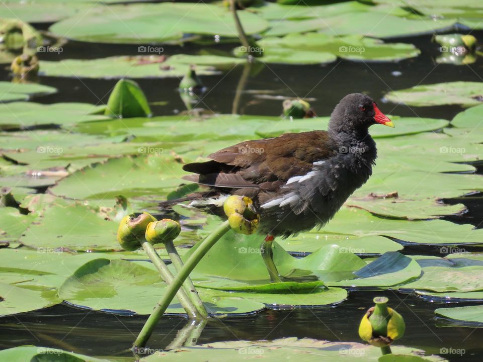 Water hen among water flowers