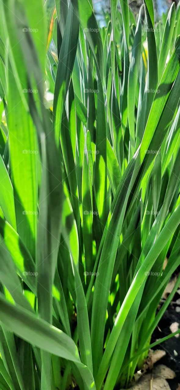 зеленая трава в солнечный день