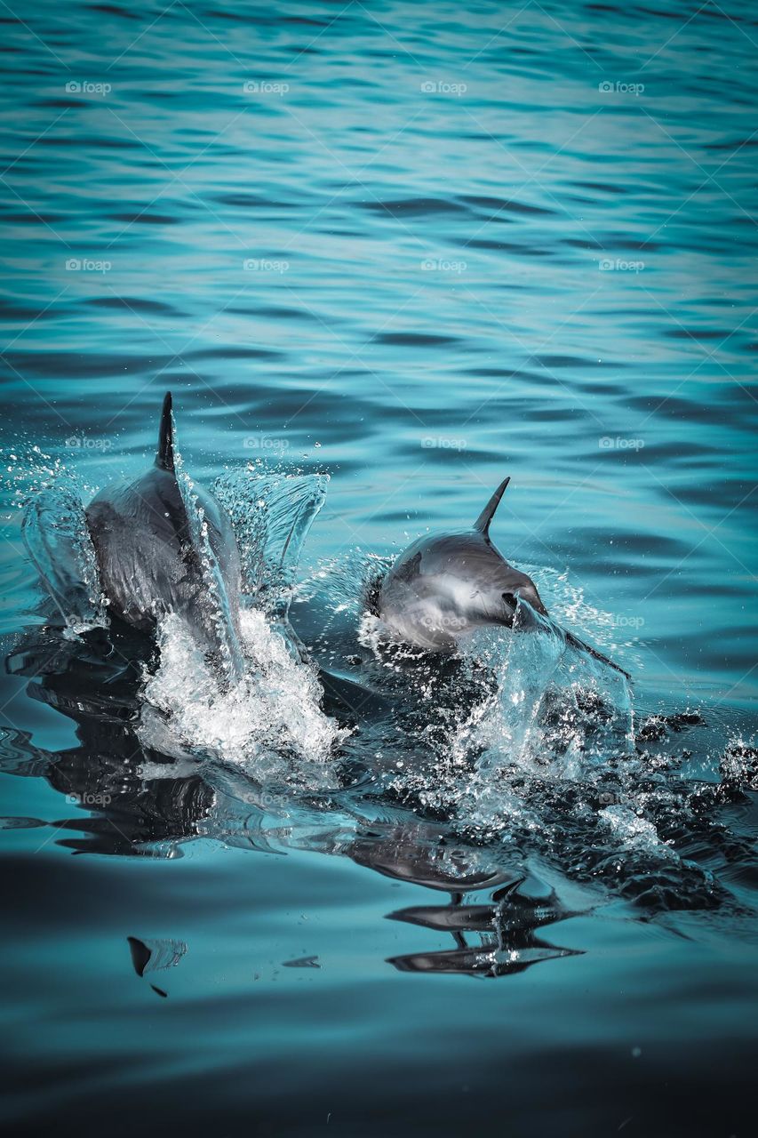 A mom and baby dolphin take a leap of the water 