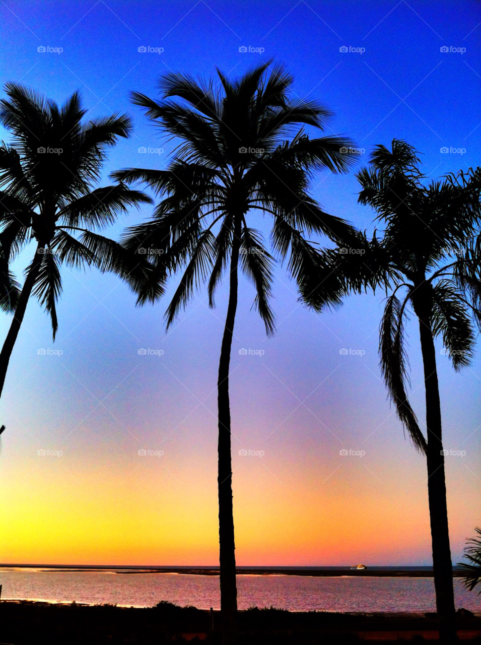 Silhouette of palm trees at beach