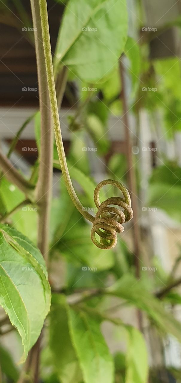 hanging root