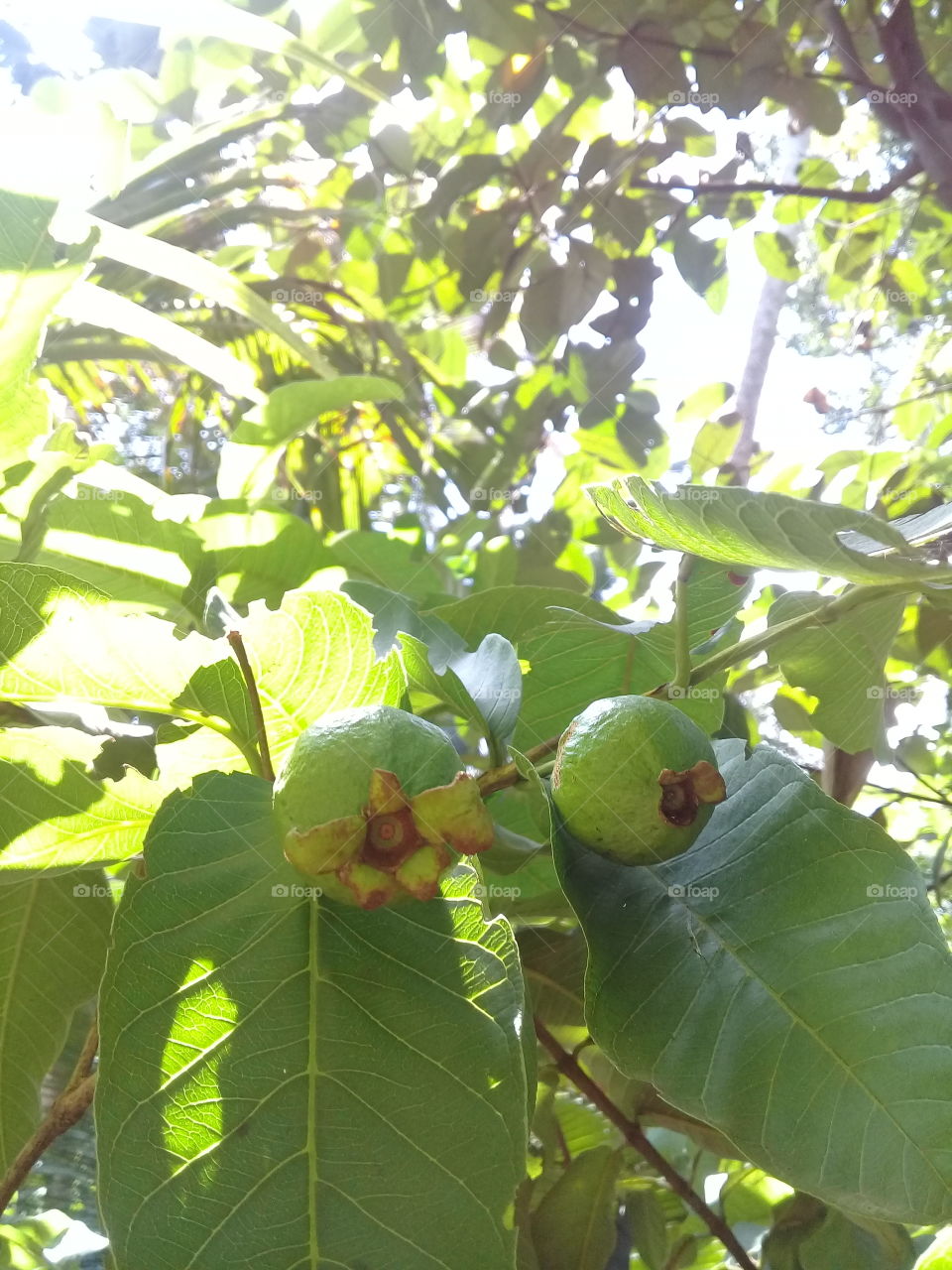 first guava fruit in y garden