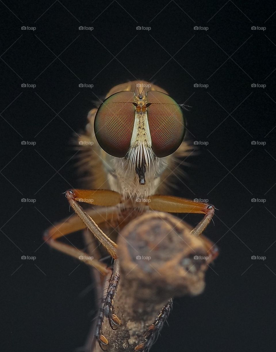 robberfly