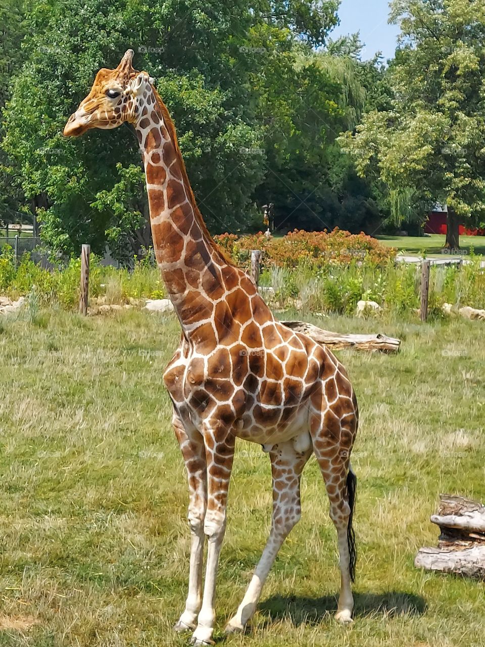 giraffe