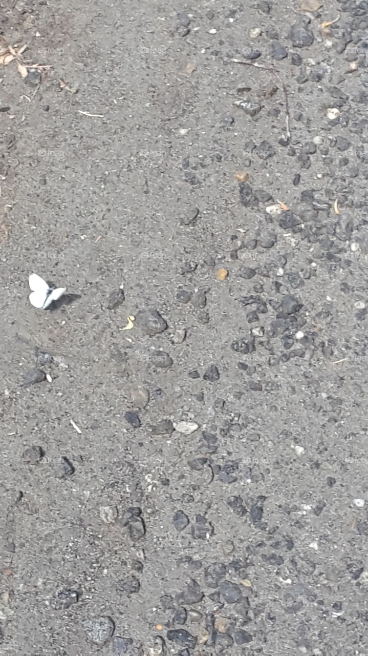 White butterfly on the ground