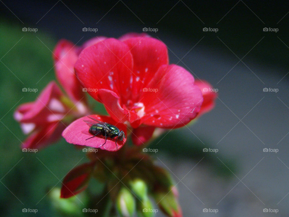 Frozen Fly