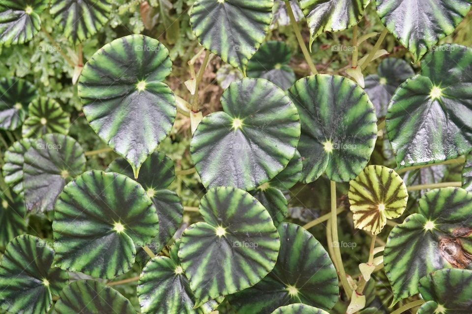 Green leaves of plant Begonia mazae. Begonia mazae is a species of flowering plant in the family Begoniaceae, native to southeastern Mexico.