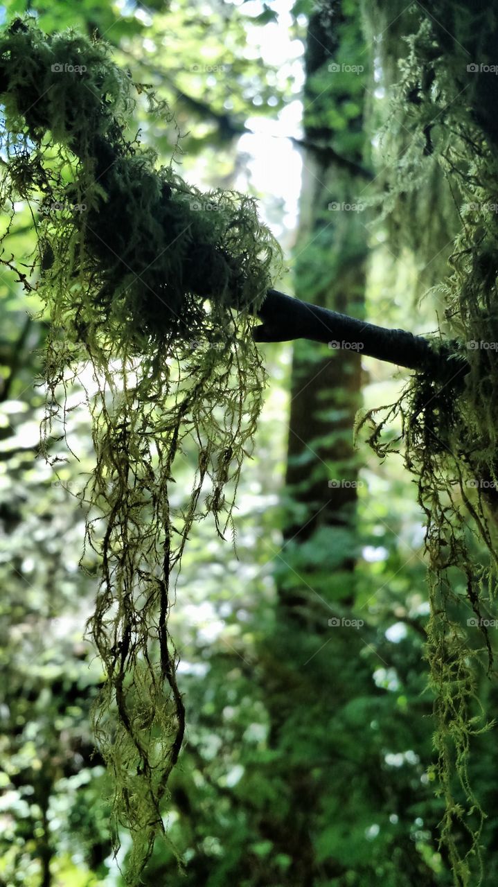 Moss. HOH Rainforest