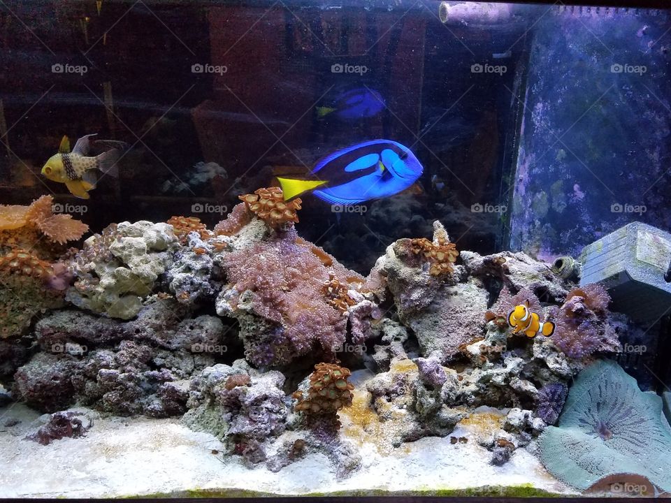 aquarium full of colorful tropical fish joyfully swimming in their glass home