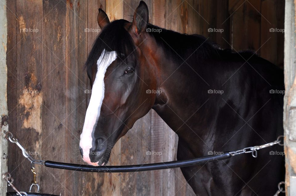 Lake Effect at Saratoga. This stunning colt with a large white blaze is happy in his stall at Horse Haven in Saratoga.
Zazzle.com/Fleetphoto