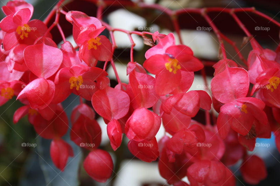 A bunch of red colours.