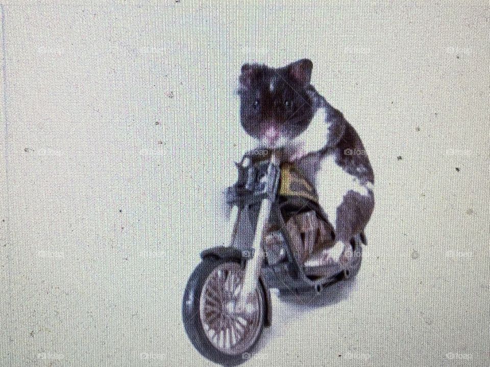 hamster on a cycle