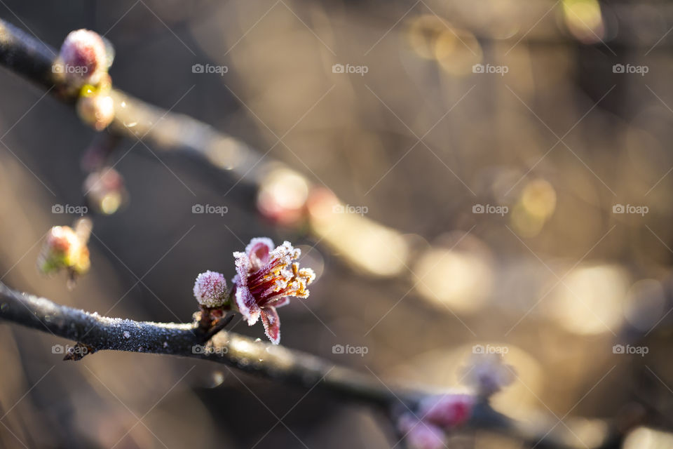 A macro portrait of a frozen red flower of a japanese quince bush, even the pestles where frozen and it looked like the flower was covered by a sugar coating.