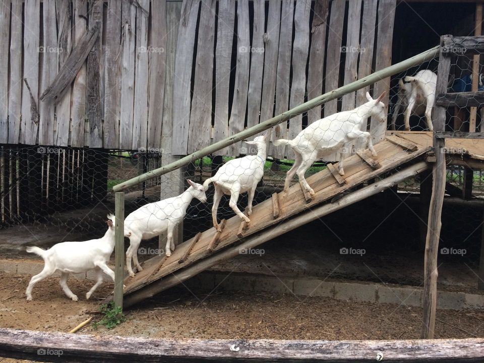 Goats going up to the wooden cabin