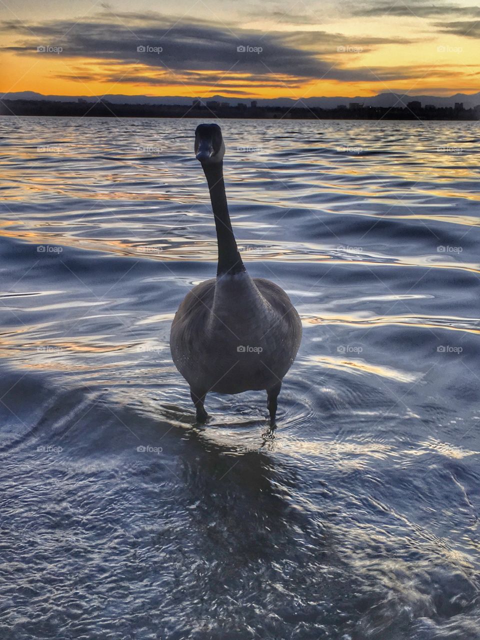 Goose posing in the Sunset 