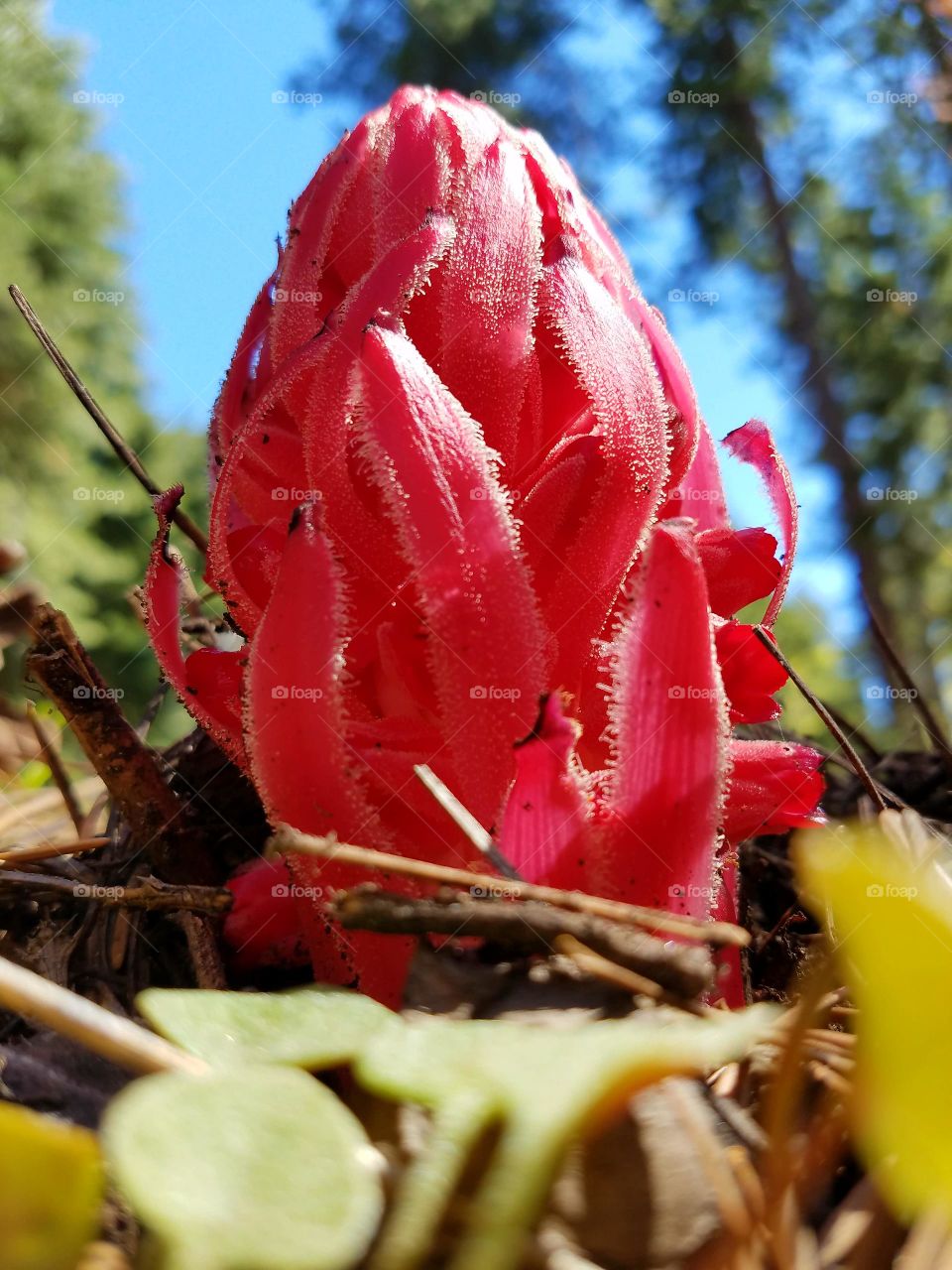 springtime snow flowers in our Sierras