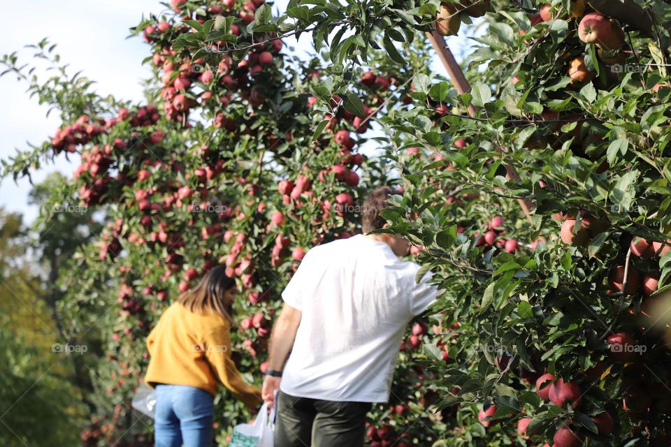 Apple picking 