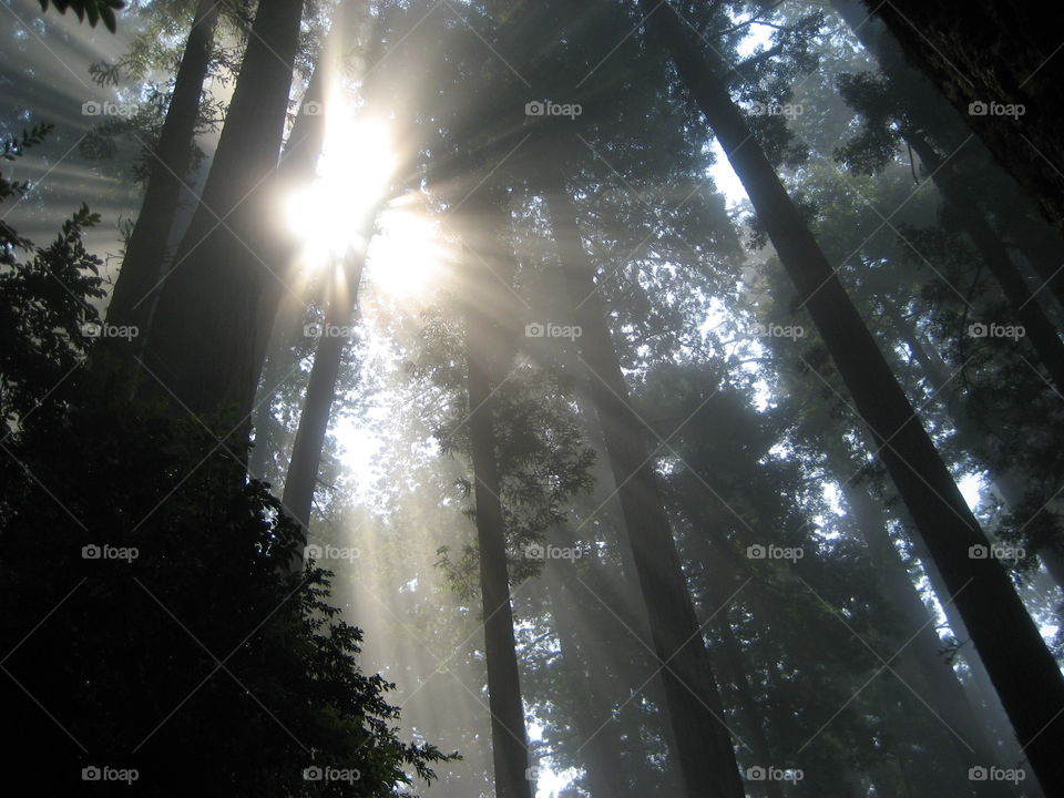 Sunlight making its way in a break through the leaves and redwood trees.