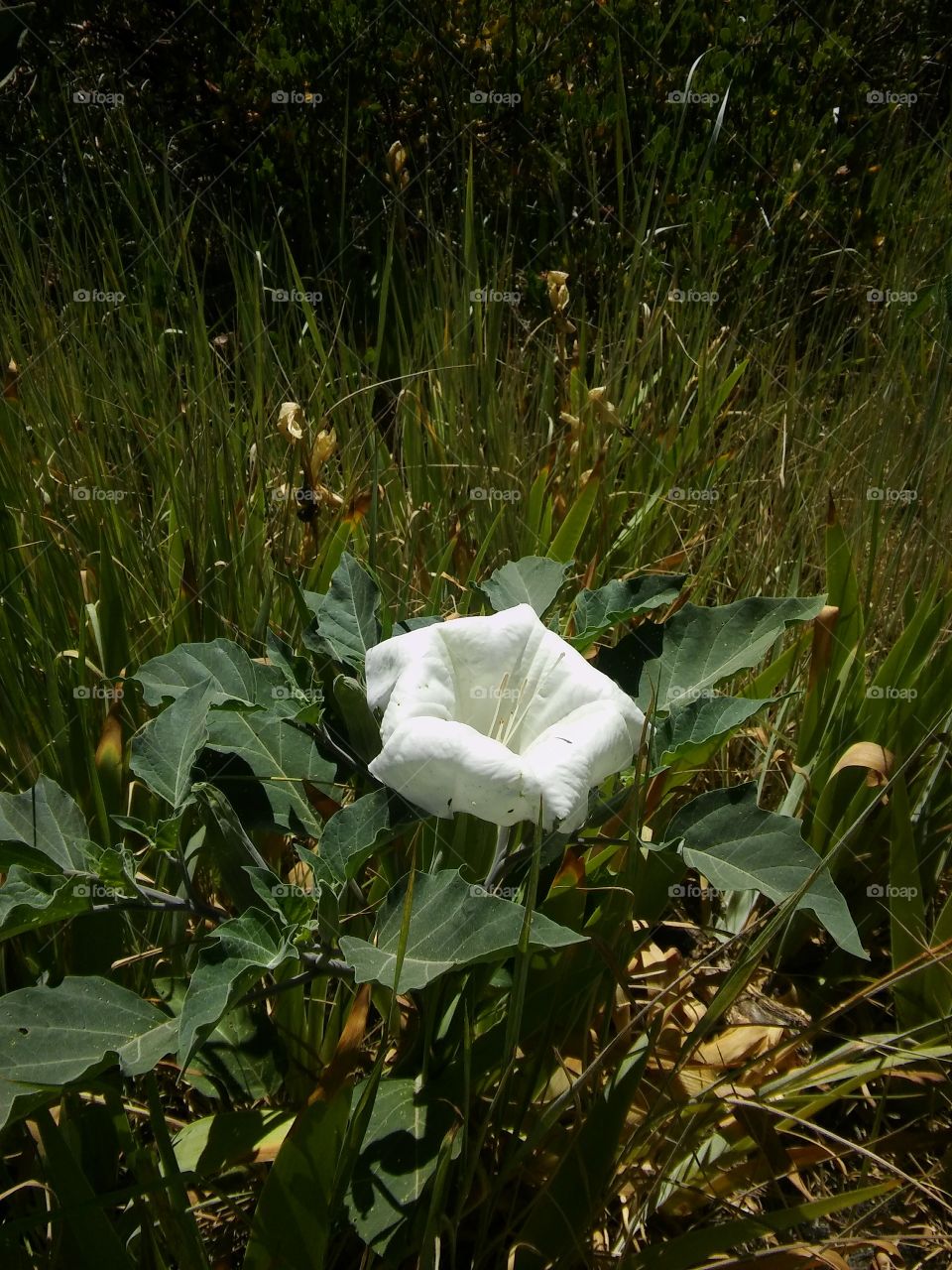 Beautiful and dangerous.
Lone Datura flower amidst the shade.
Centered and up front.