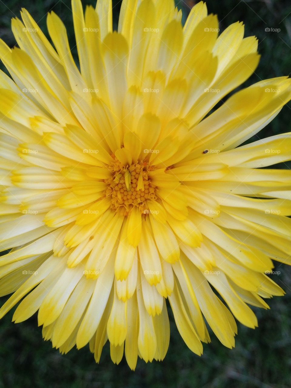 Yellow flower of Summer