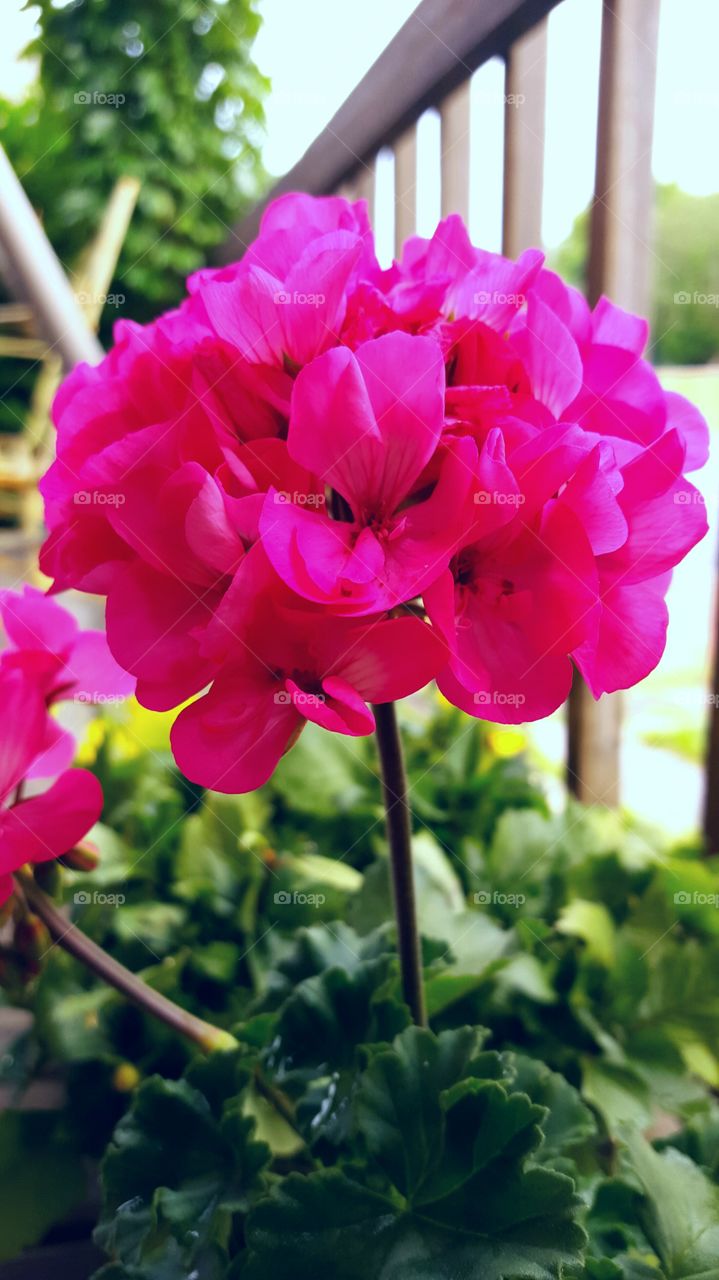 geranium closeup