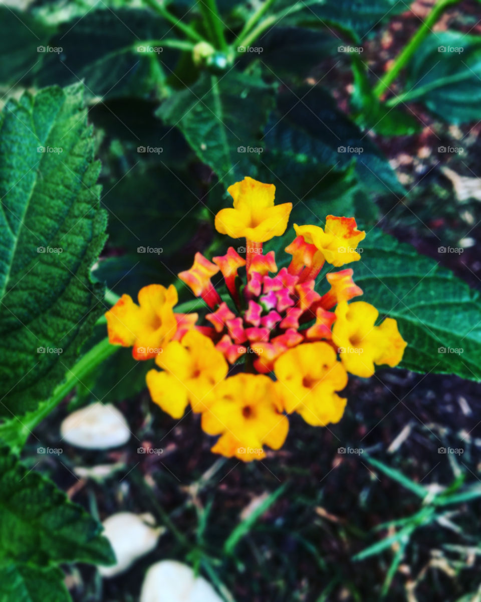 🌹 🇺🇸 Very beautiful flowers to brighten our day.  Live nature and its beauty. Did you like the delicate petals? / 🇧🇷 Flores muito bonitas para alegrar nosso dia. Viva a natureza e sua beleza. Gostaram das pétalas delicadas? 