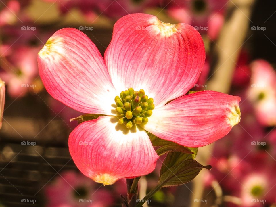 Pink Dogwood