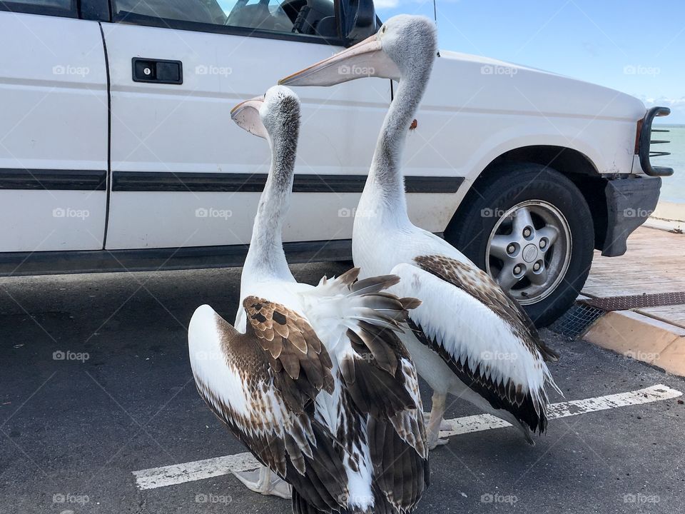 Pelicans begging for food hand-outs