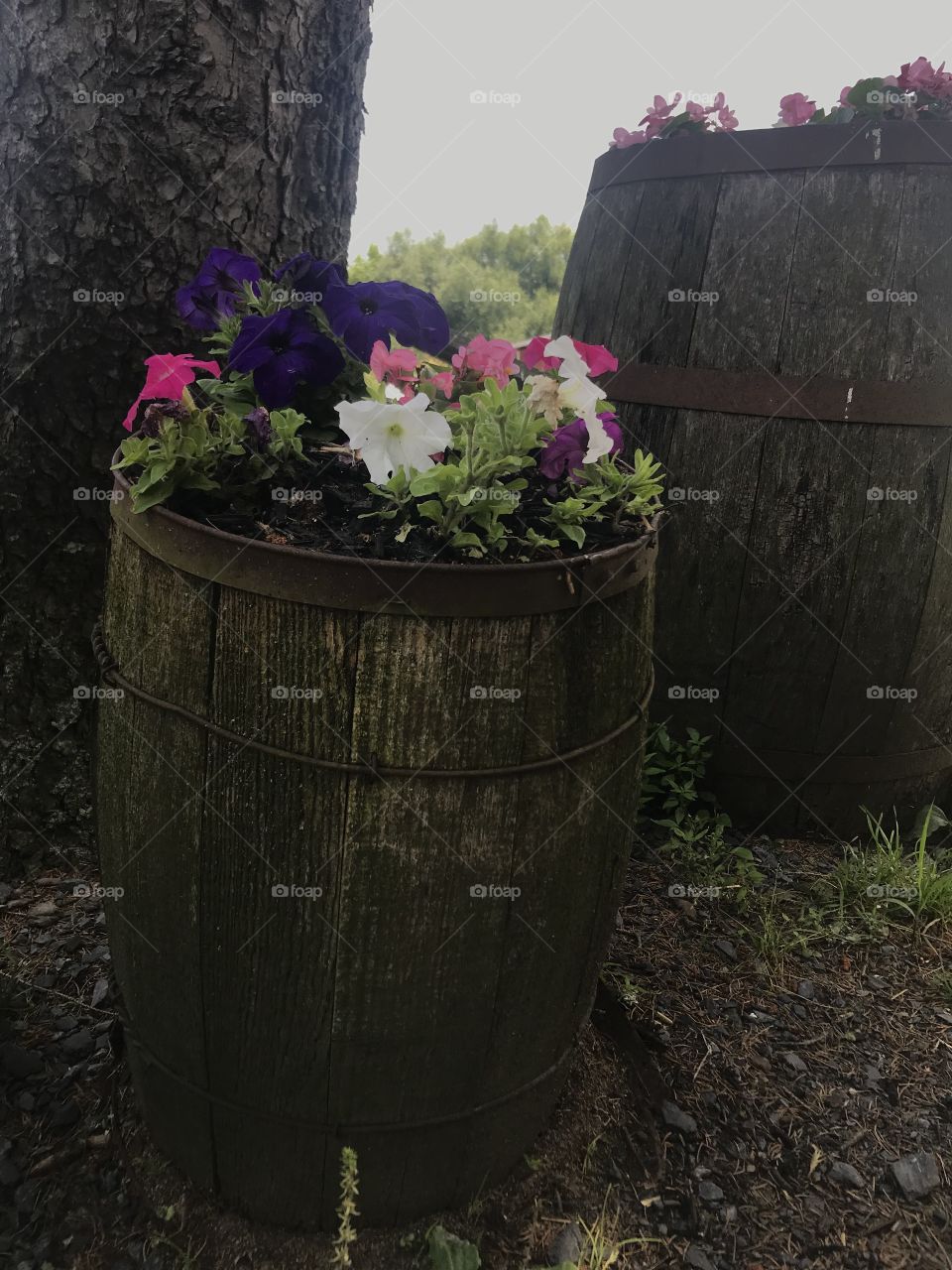 Beautiful flower barrel.