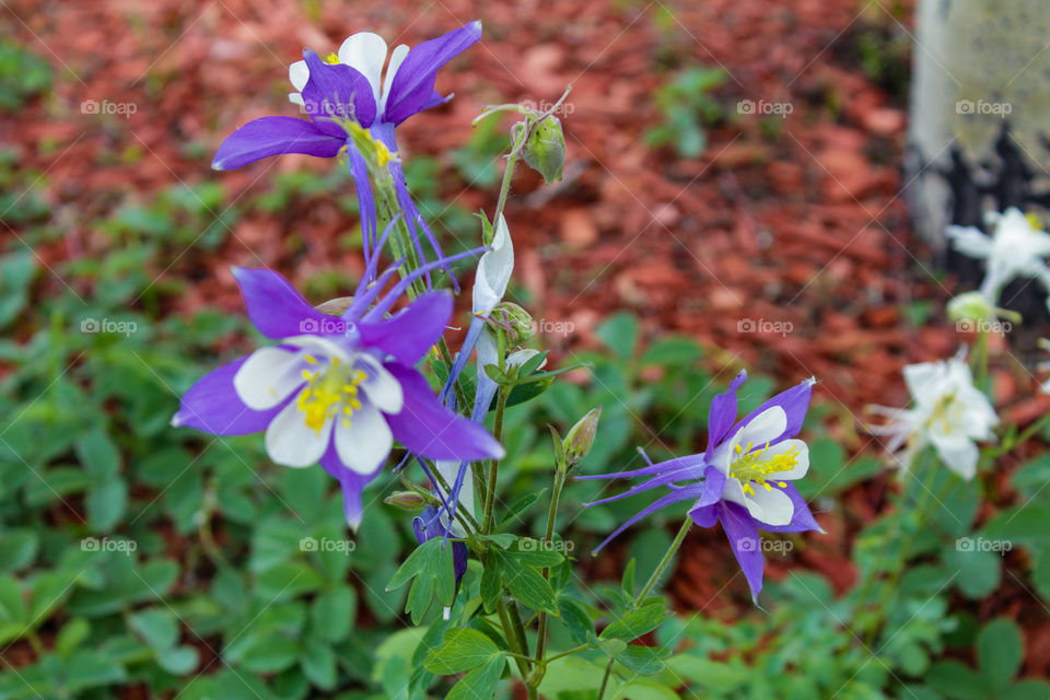 Columbine Flowers