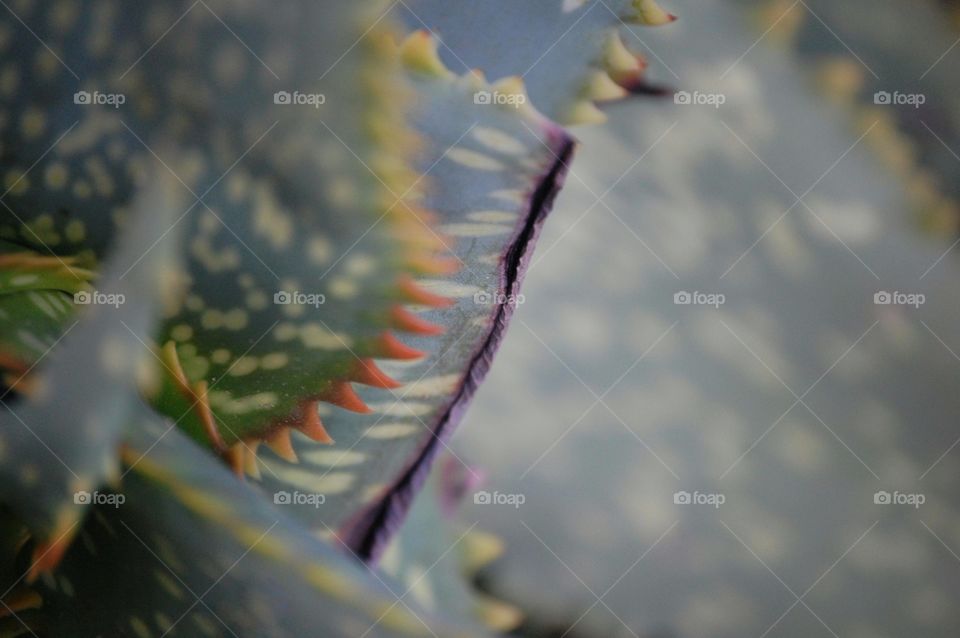 close-up of a cactus