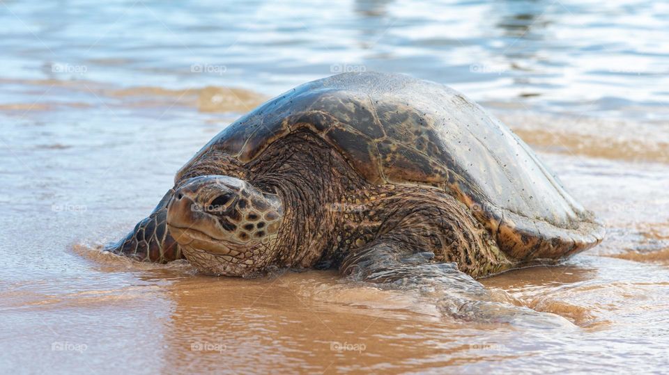 Green sea turtle on the beach in Kauai Hawaii