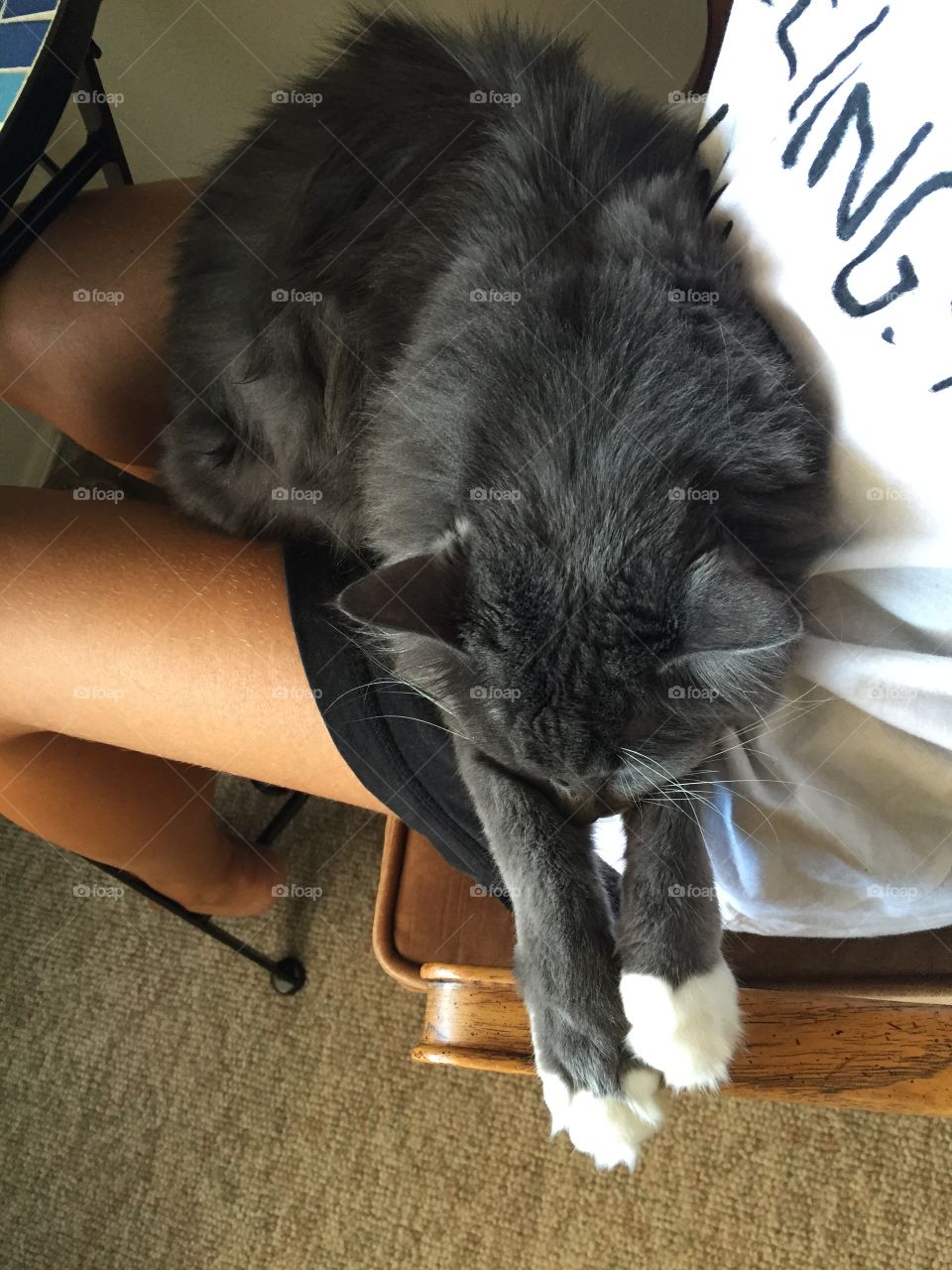 Lap cat 3 