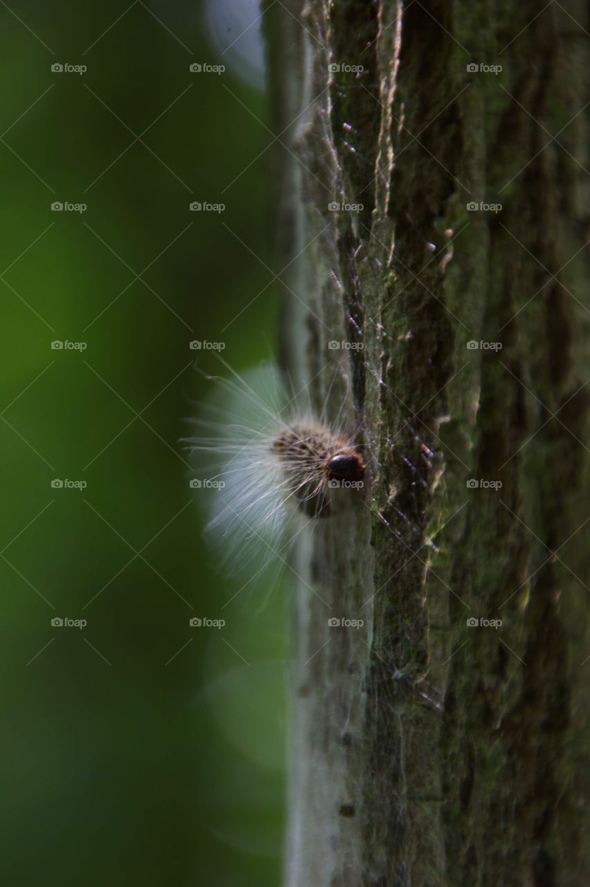 Eichen-Prozessionsspinner 