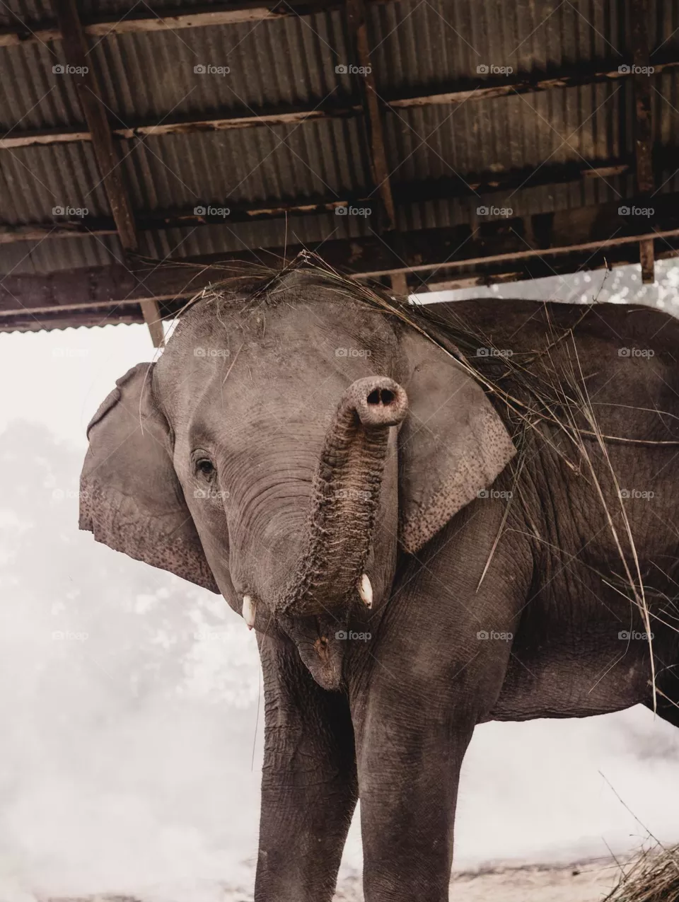 Elephant 🐘
