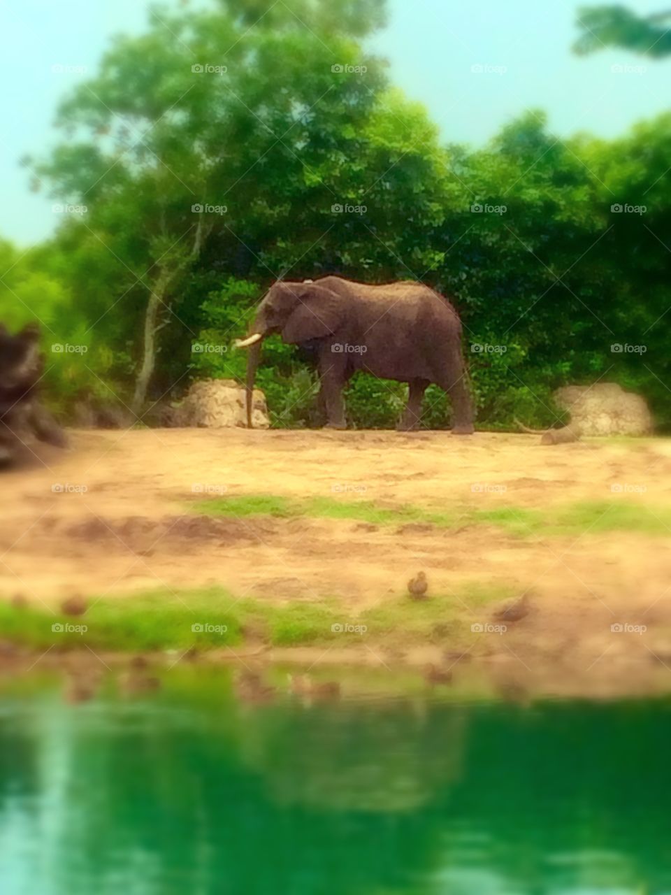 Lone Elephant